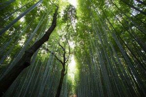 bamboo, clearance, forest, tops, trunks