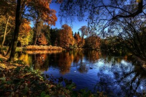 herfst, vogelstand, takken, meer, bomen, water