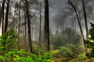 brouillard, forêt, herbe, légumes verts, feuilles, les buissons, des arbres