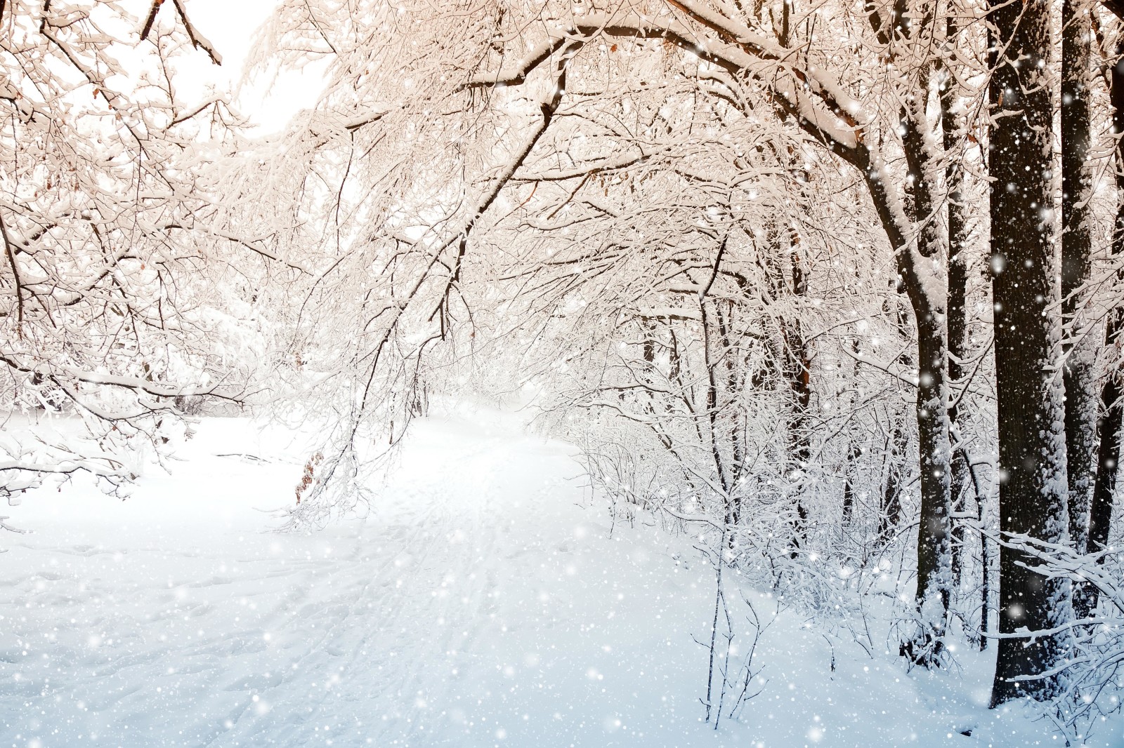 nieve, naturaleza, invierno, paisaje, arboles