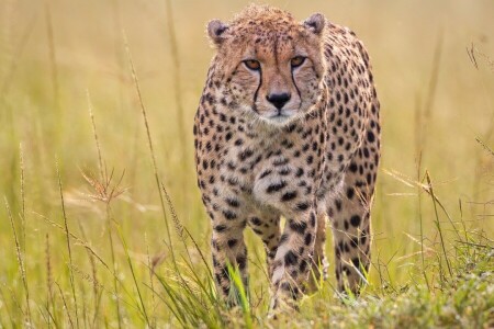 leopardo, césped, depredador, gato salvaje