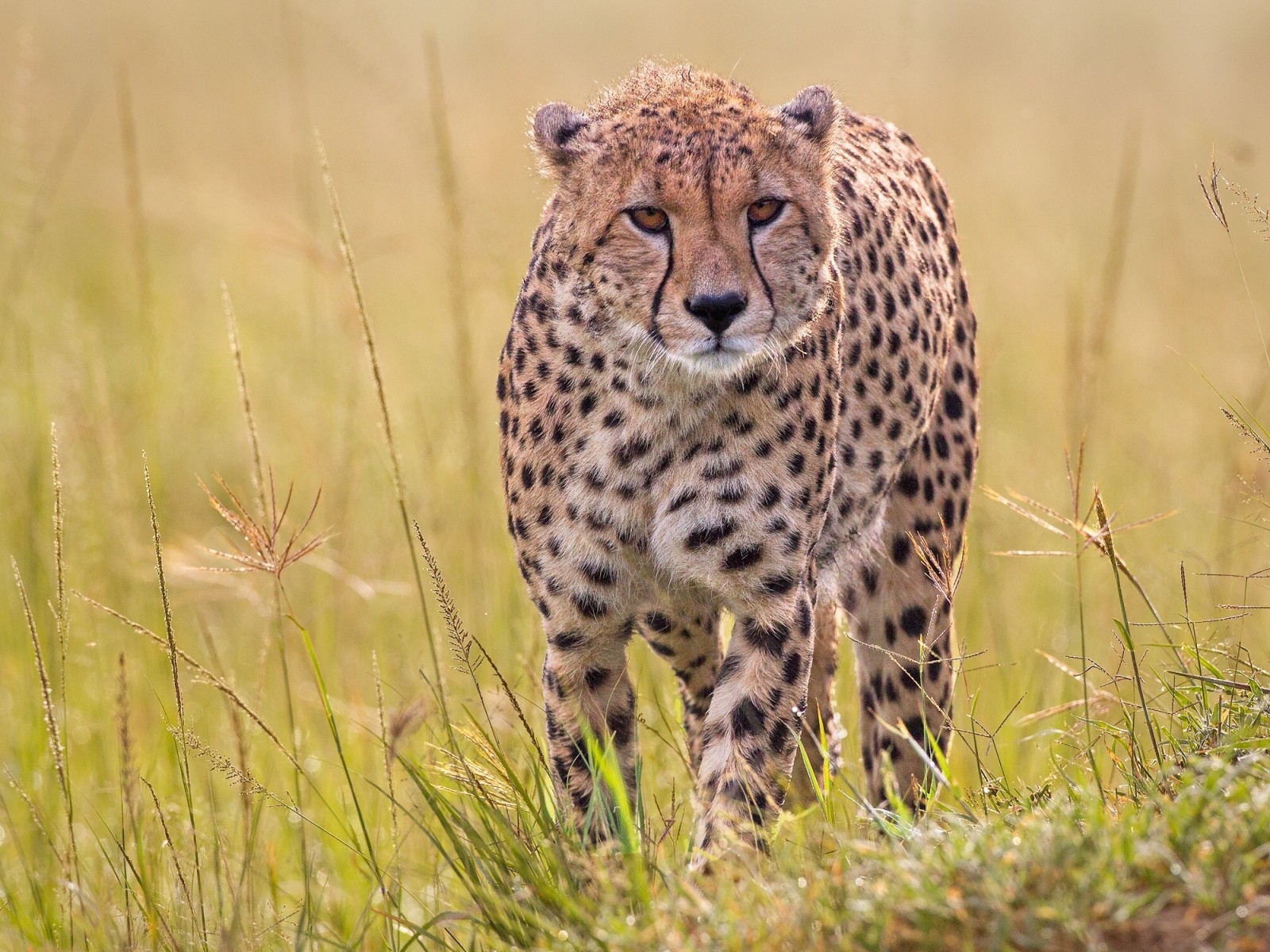 césped, depredador, gato salvaje, leopardo