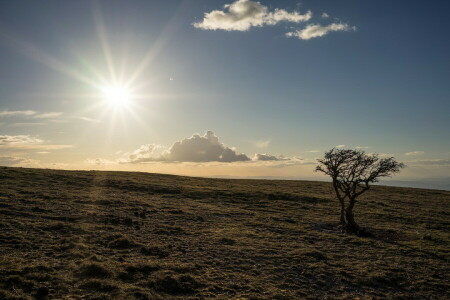 landskap, morgen, natur, himmelen