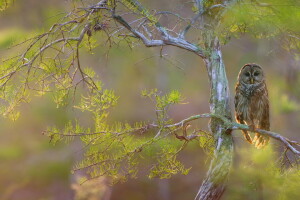 bird, branches, Hawk owl, tree