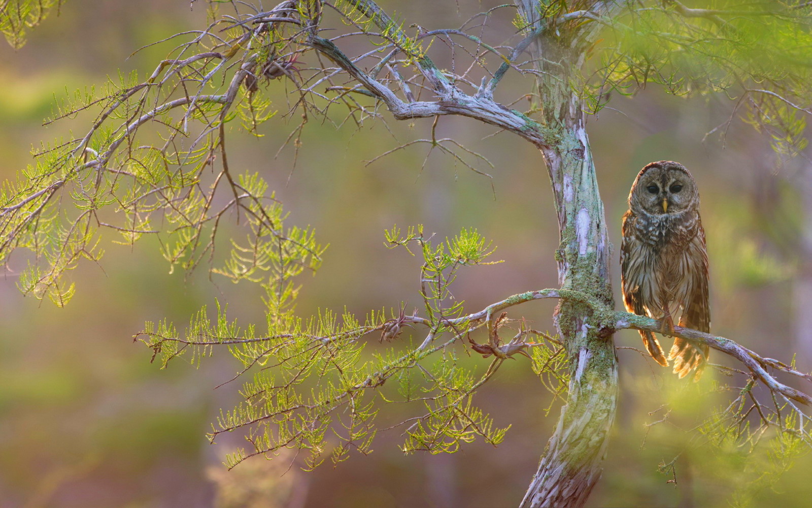 strom, vetvy, vták, Hawk owl