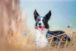 köpek, her biri, bak