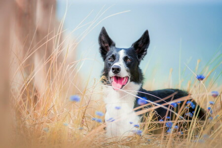 hund, varje, se