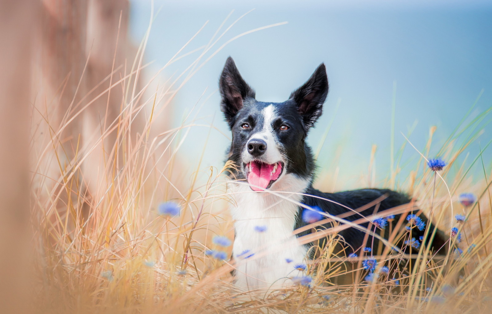 bak, köpek, her biri