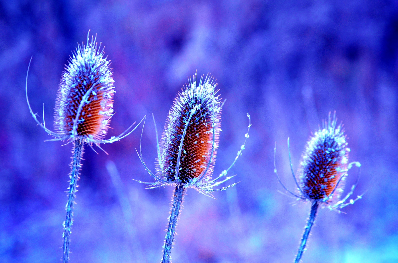 natuur, fabriek, bloem, stam