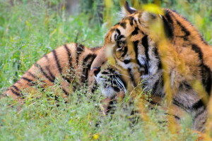 cara, césped, depredador, Tigre