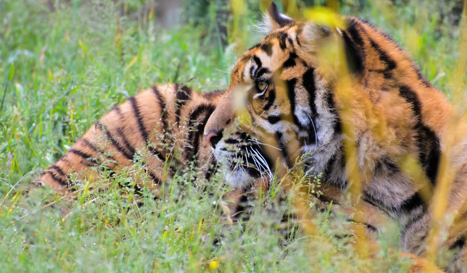 grass, face, predator, tiger