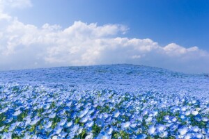 skyer, blomster, fjellene, himmelen