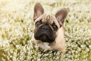 bulldog, hund, ansigt, blomster, fransk Bulldog, se