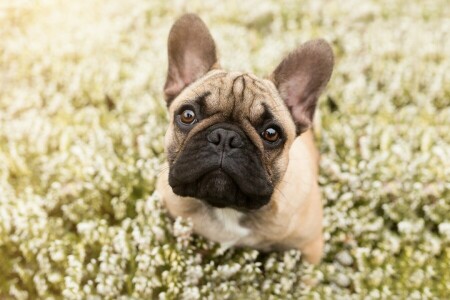 buldogue, cachorro, face, flores, Bulldog francês, Veja