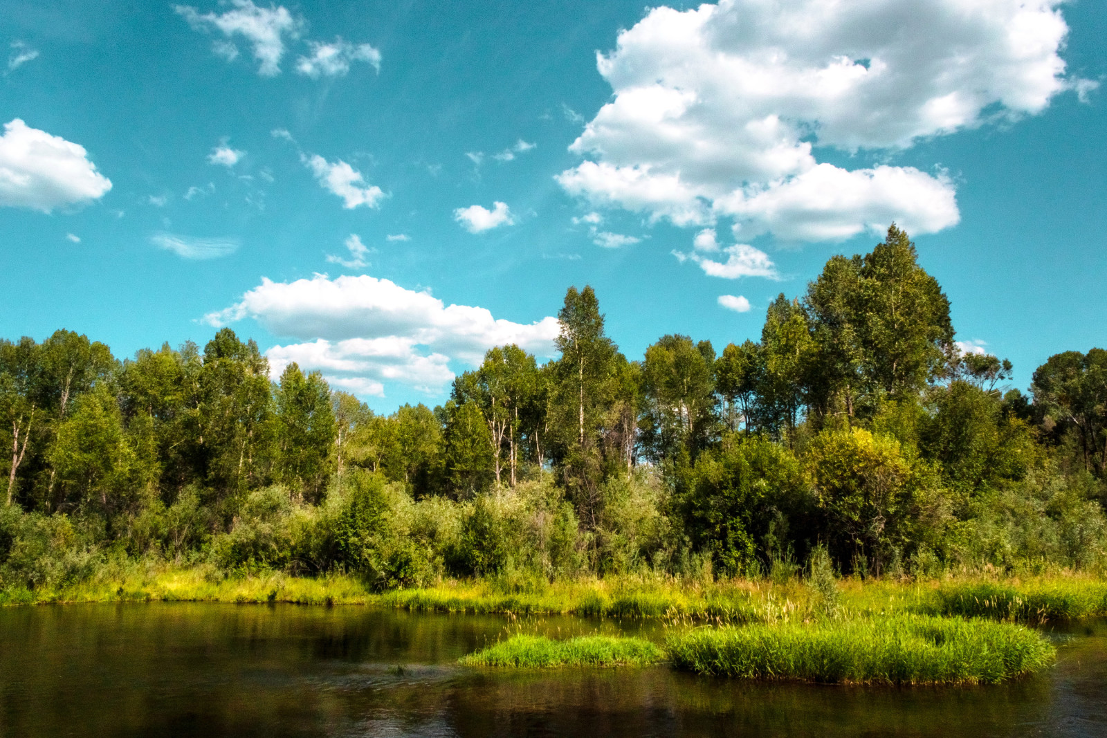 forest, the sky, summer, river, shore, trees, greens, clouds