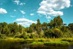 clouds, forest, greens, river, shore, summer, the sky, trees