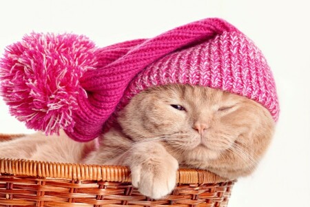 Animal, basket, cat, hat, paw