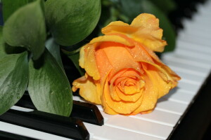 Music, piano, rose