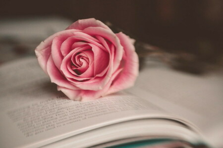 livre, fleur, macro, rose, Rose