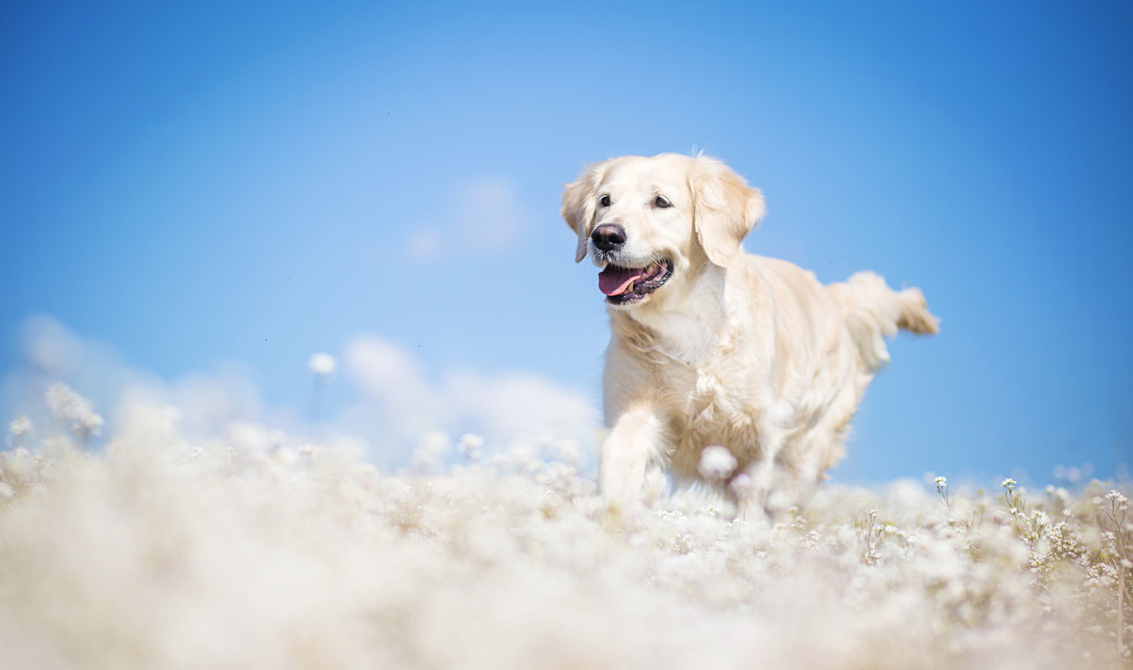 bak, köpek, her biri