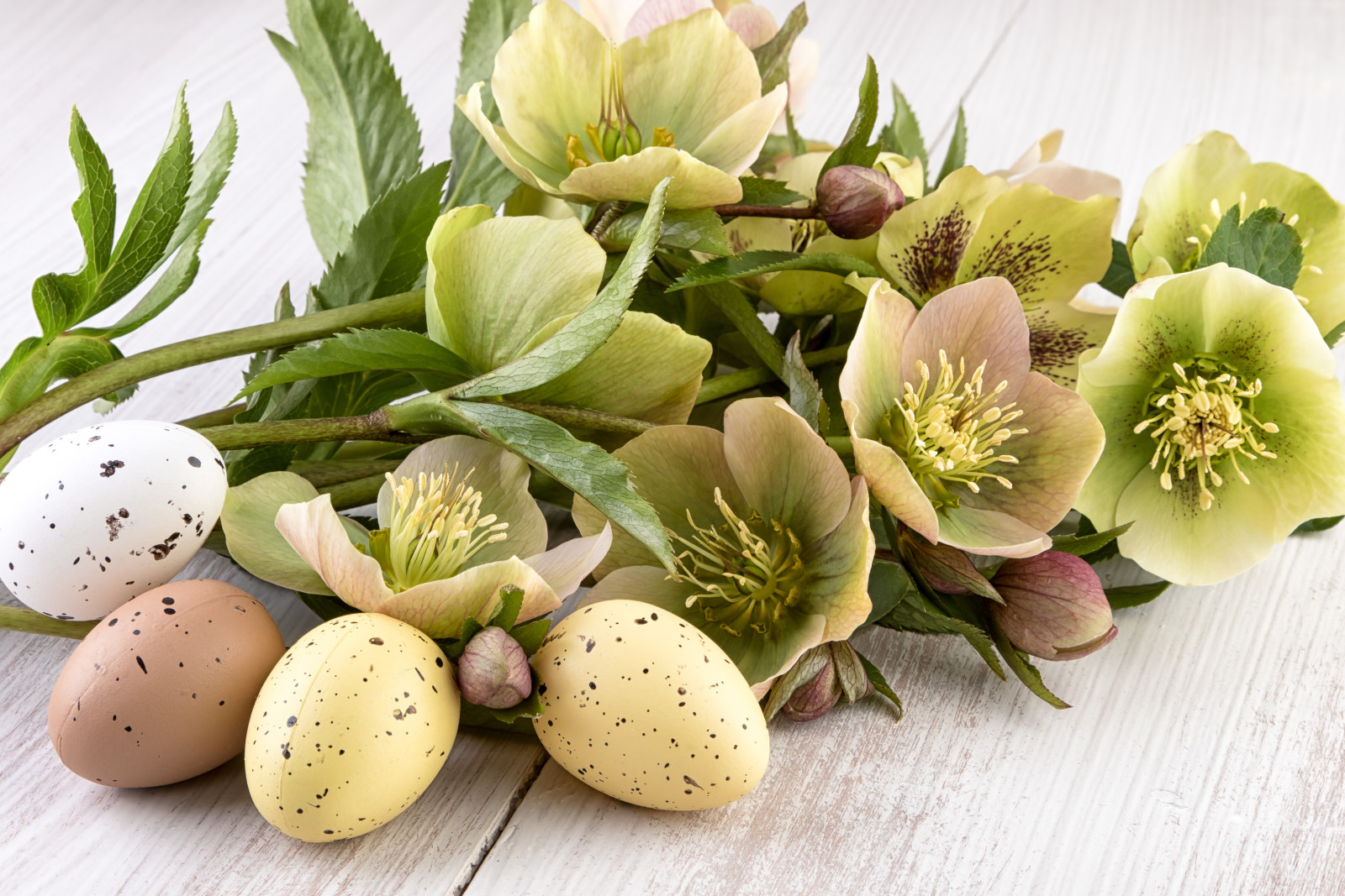 holiday, eggs, flowers, Board, Easter, hellebore