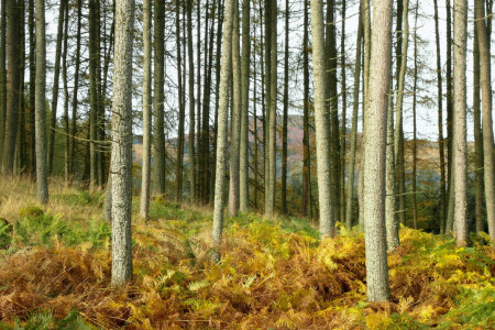 höst, skog, gräs, bergen, träd