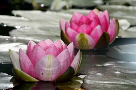 bloemen, meer, bladeren, Lotus, water