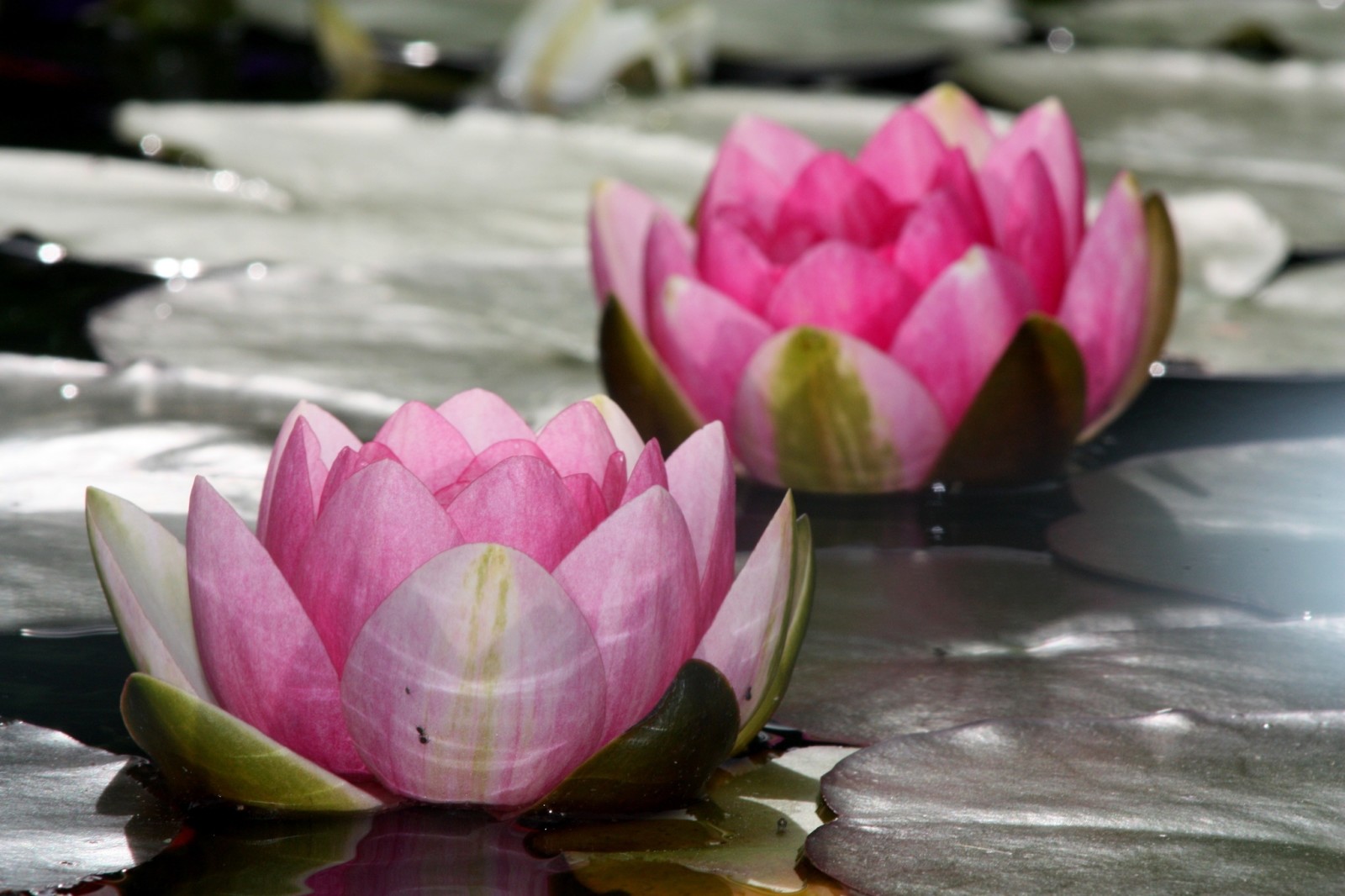 meer, bloemen, bladeren, water, Lotus