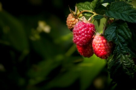 berries, currants, nature, raspberries, raspberry