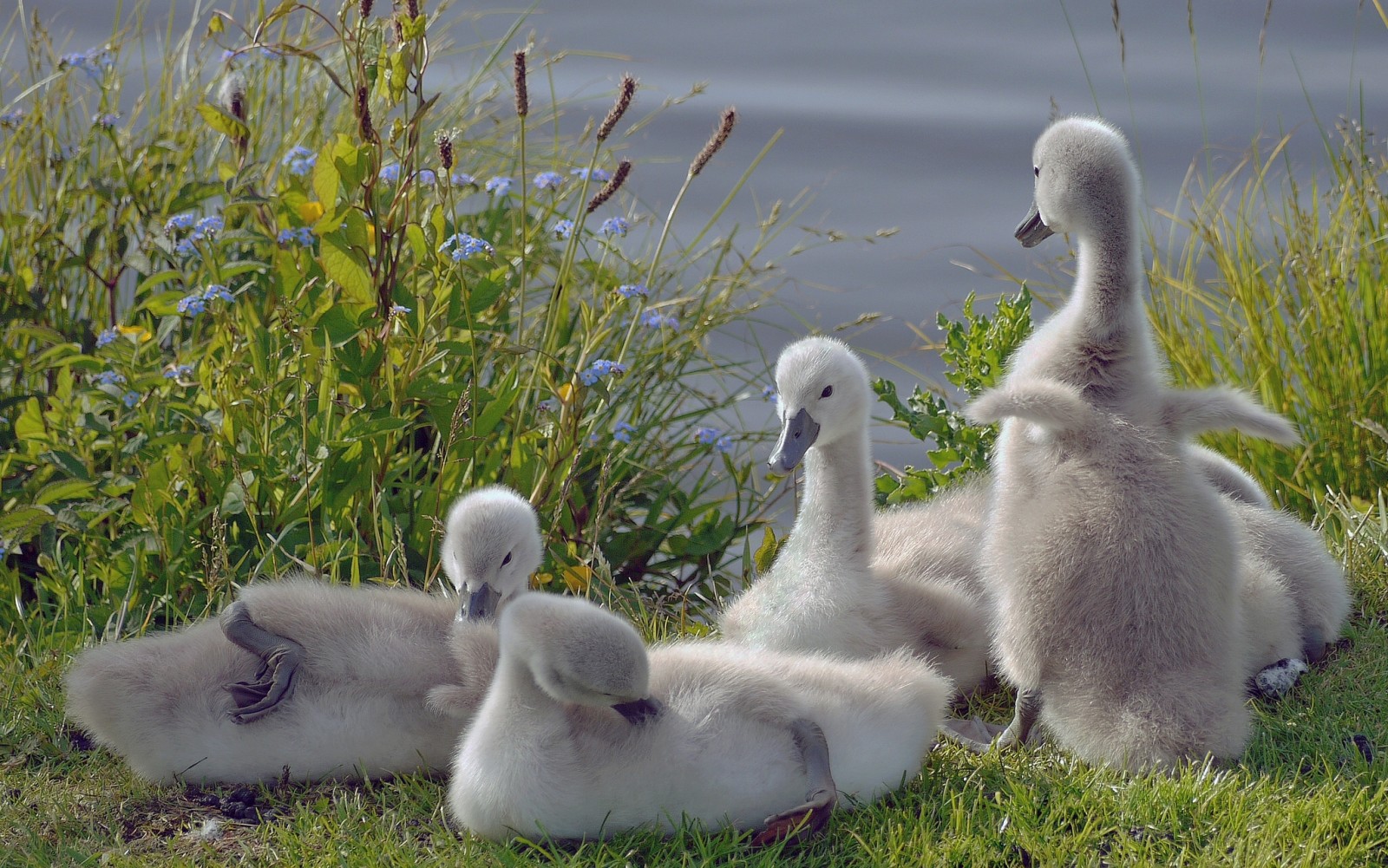 pássaros, cisnes, filhotes