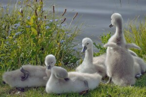 pássaros, filhotes, cisnes