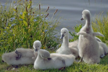 birds, chicks, swans