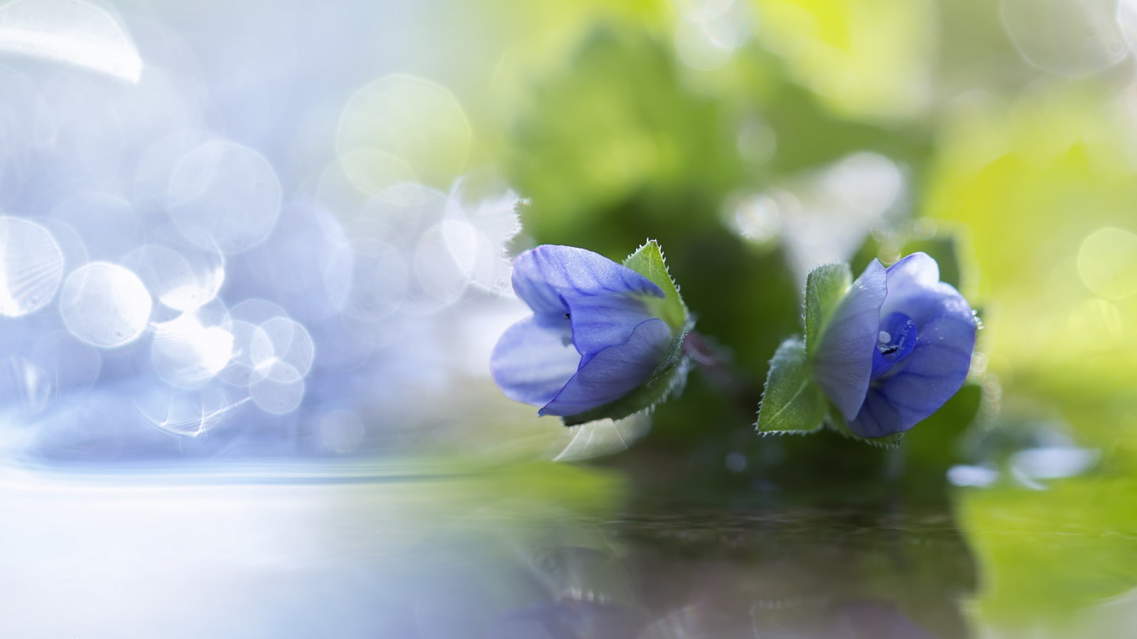 naturaleza, macro, flor