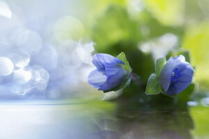 flor, macro, naturaleza