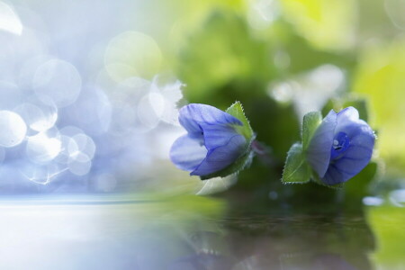 flower, macro, nature