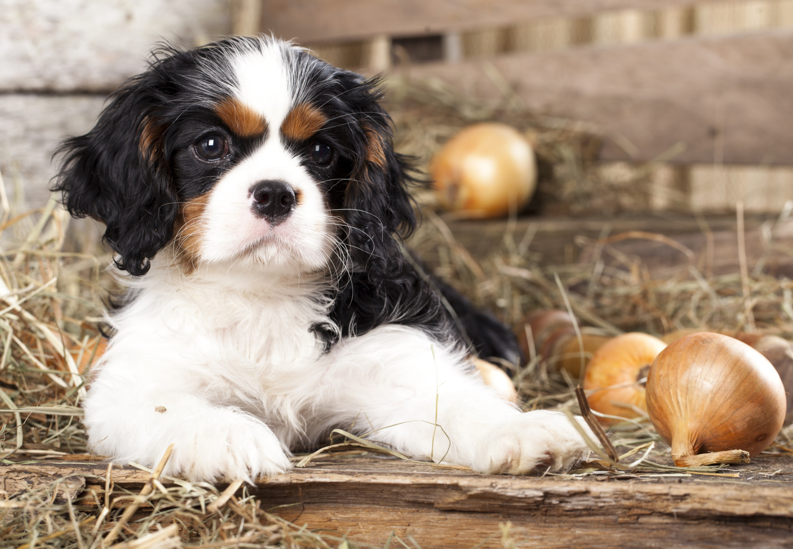 baby, puppy, boog, rietje