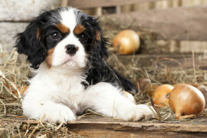 bébé, arc, chiot, paille