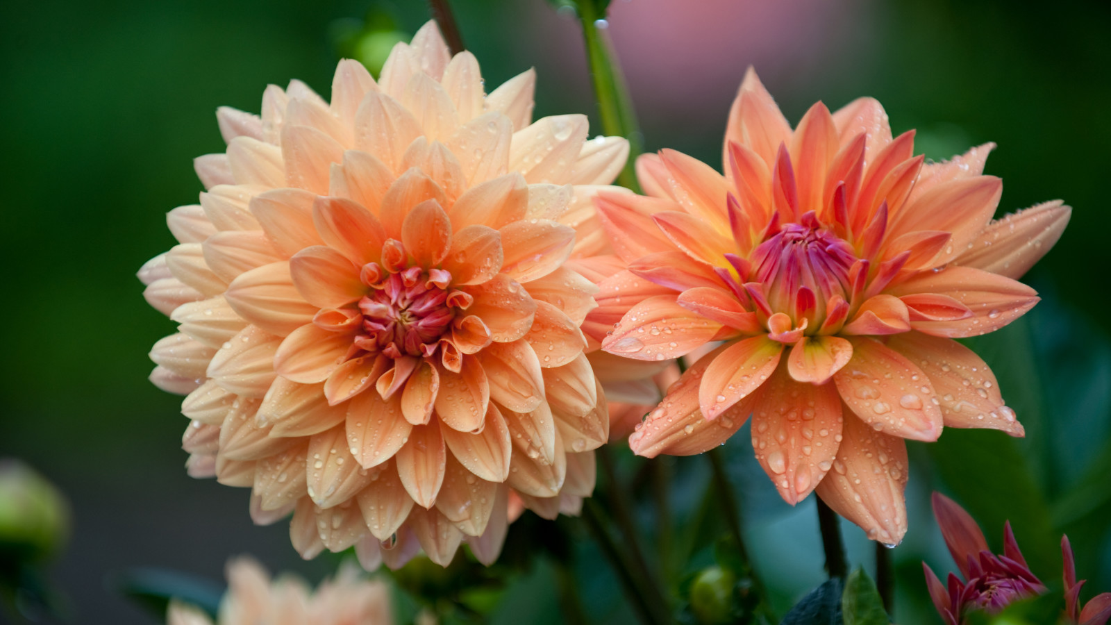 makro, blommor, Trädgård, fokus, dahlia