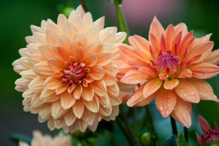 dahlias, fleurs, concentrer, Jardin, macro