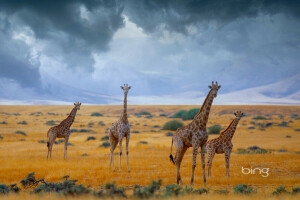 Afrika, skyer, giraffer, Namibia, himlen