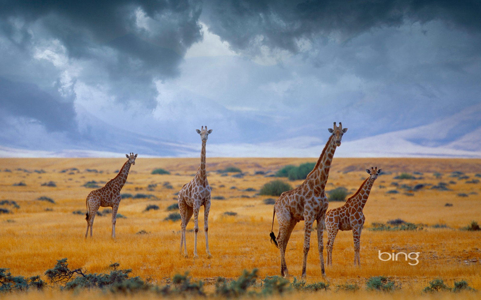 himmelen, skyer, Afrika, Namibia, giraffer