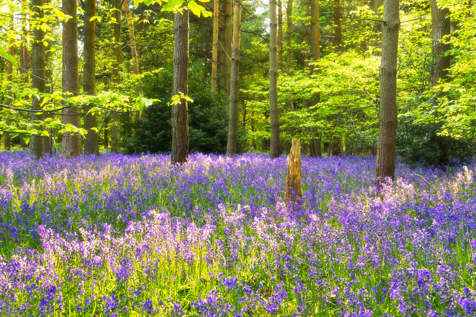 Woud, gras, bomen, bloemen, de rand