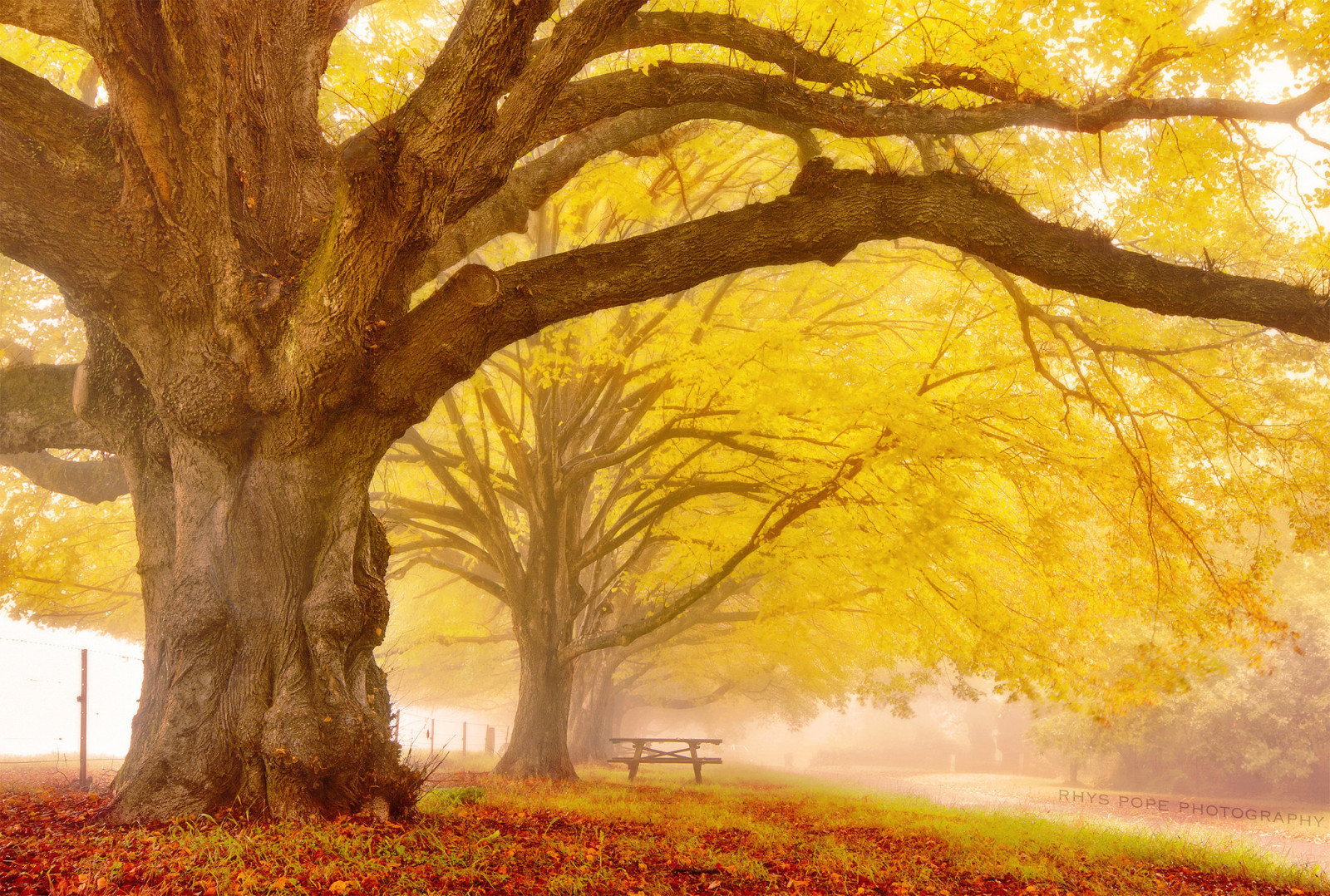 autunno, la città, alberi