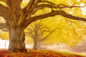 otoño, la ciudad, arboles