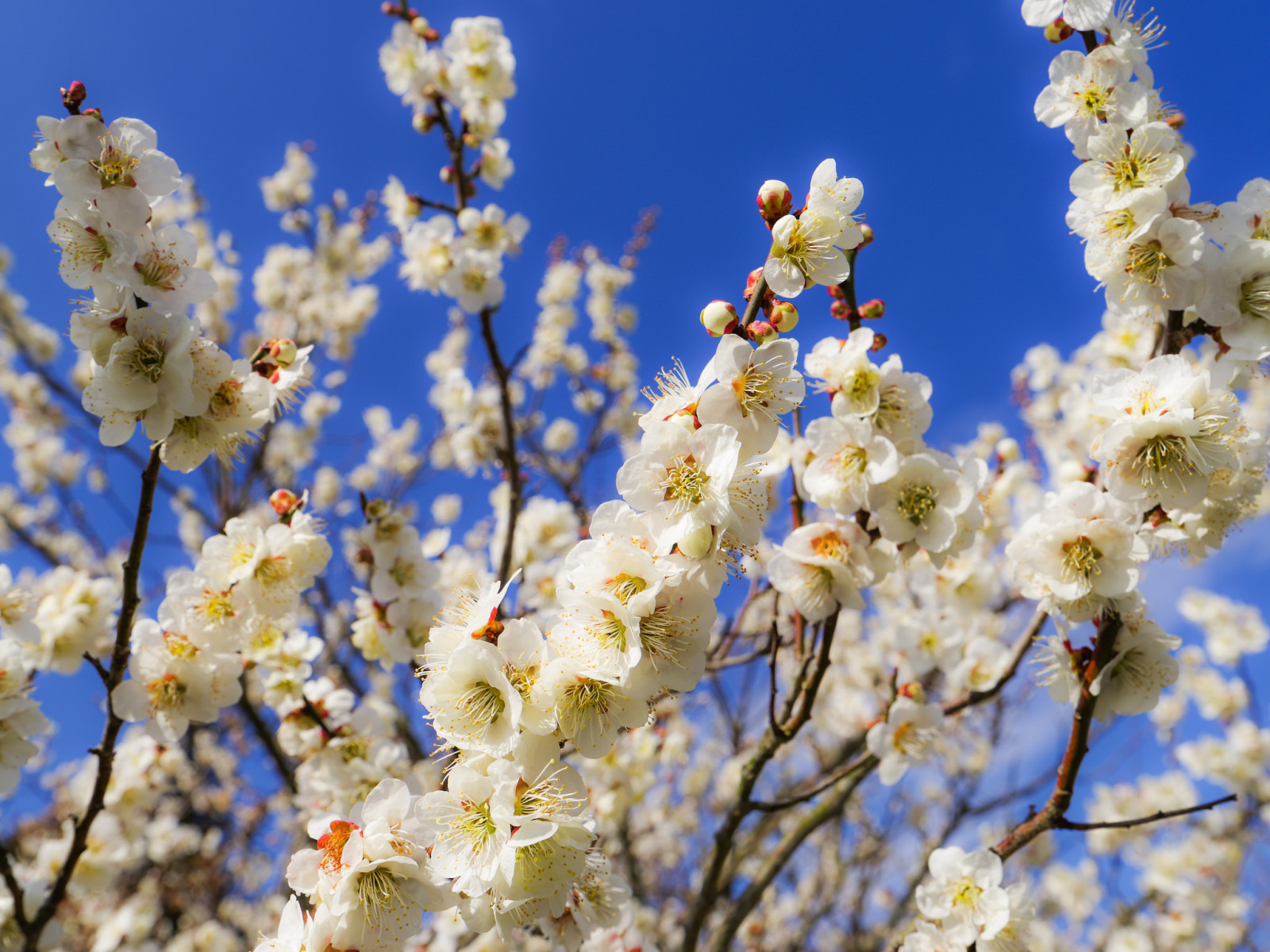 ramas, el cielo, flores, primavera, Jardín