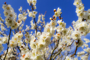 grenar, blommor, Trädgård, vår, himmelen