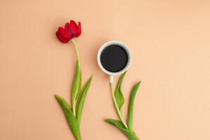 caffè, Tazza, fiore, le foglie, petali, Natura morta, Tulipano