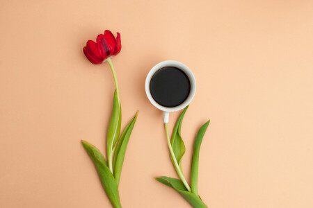 café, tasse, fleur, feuilles, pétales, Nature morte, Tulipe