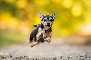 cachorro, cada, Veja, corrida