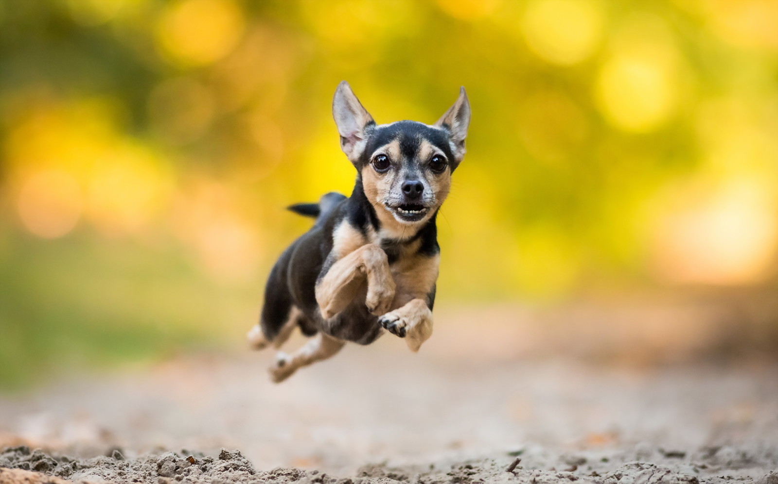 se, hund, löpning, varje